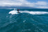 Duotone Stash Parawing 2025-Duotone Foilwing-Surf-store.com